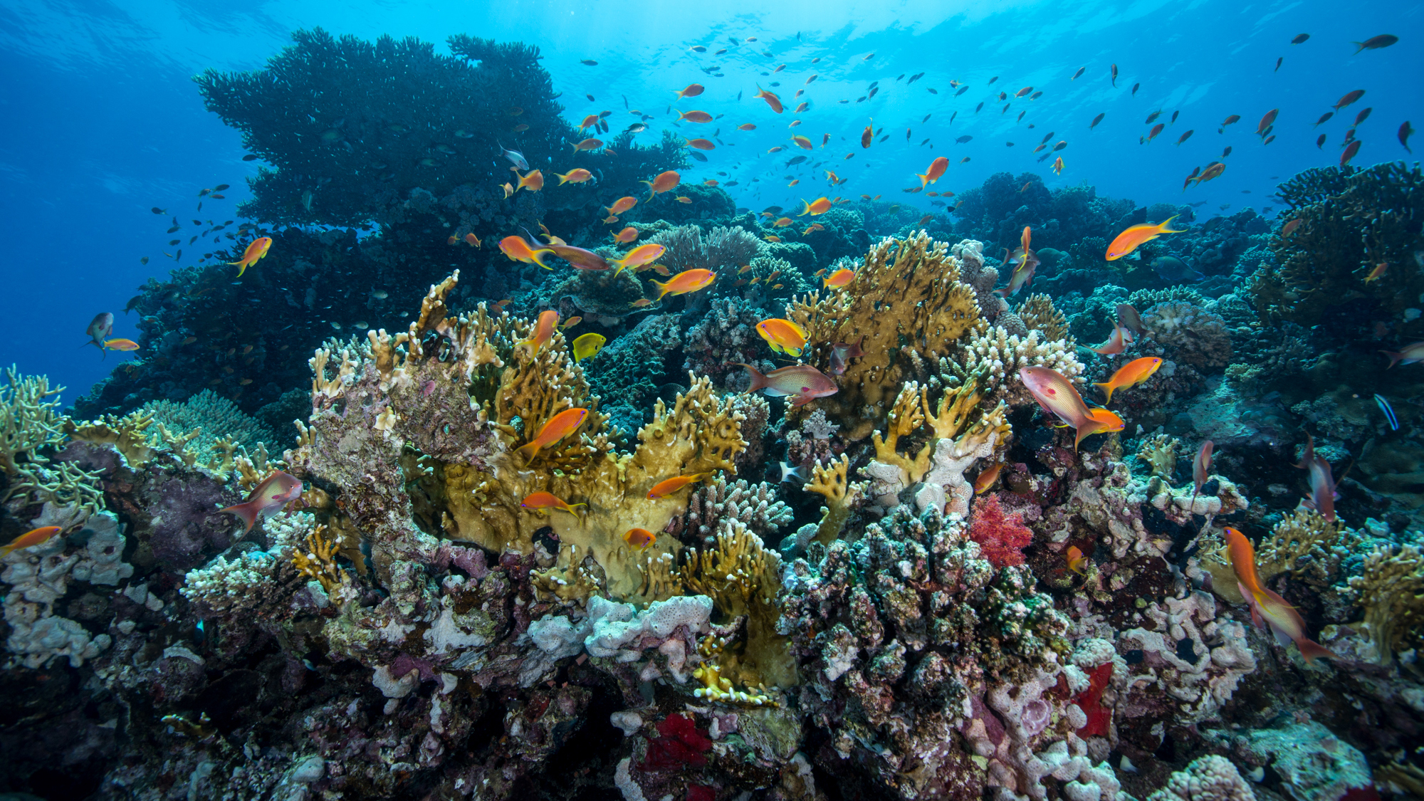 The Red Sea Unseen: Uncovering the marvels beneath the waves