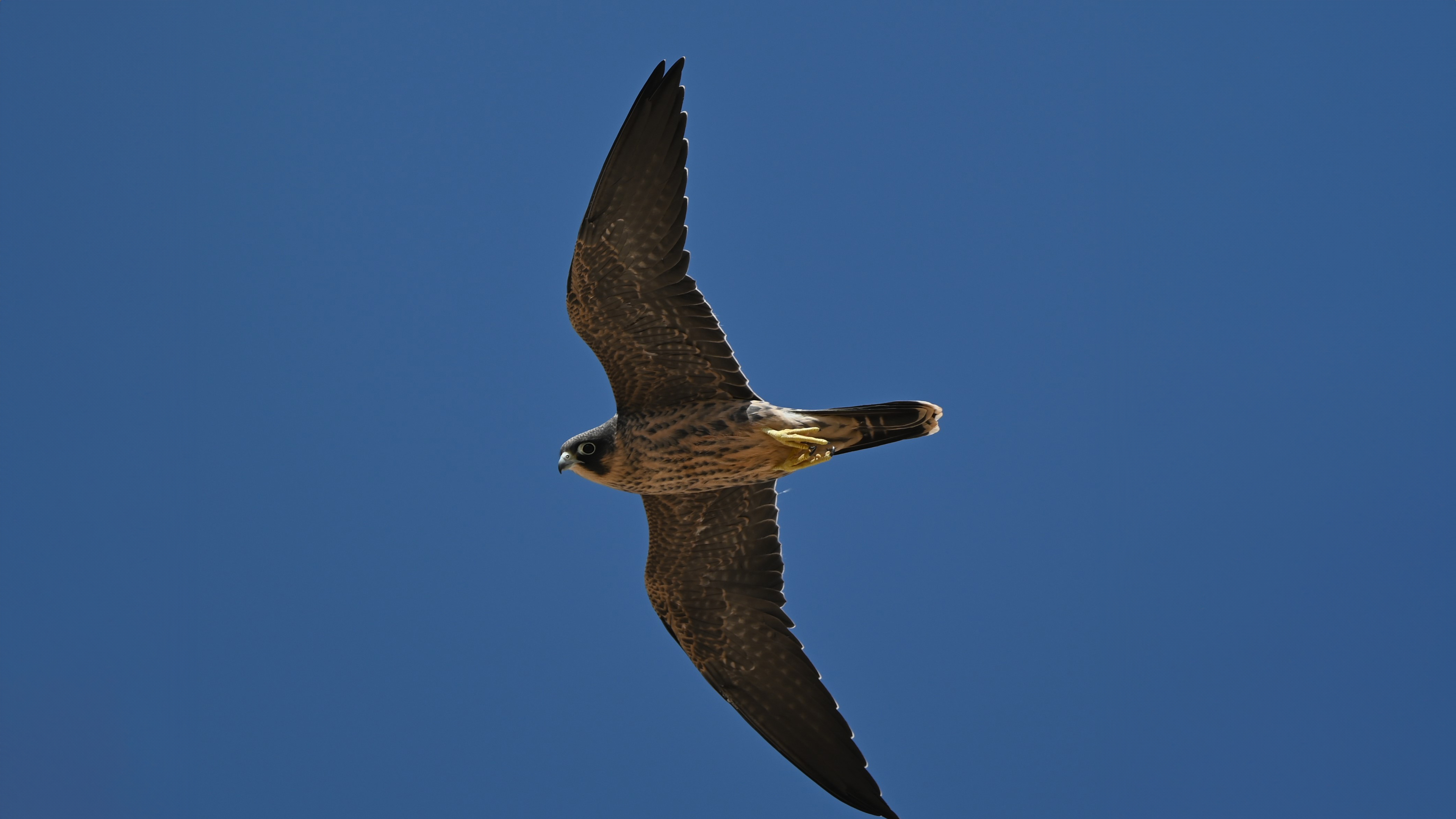 Sooty falcons: Pioneering conservation efforts at Red Sea Global