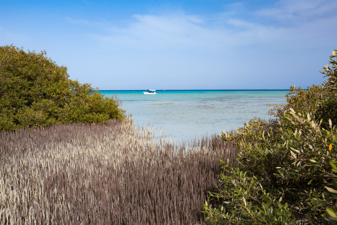 Red Sea Global and KAUST unveil groundbreaking approach to conservation and development planning