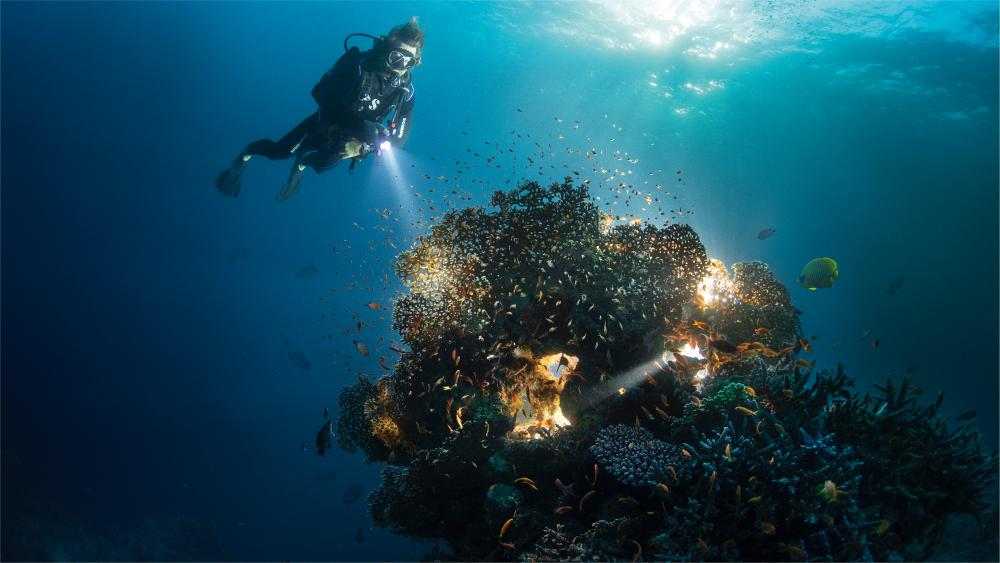 Red Sea Discovery image