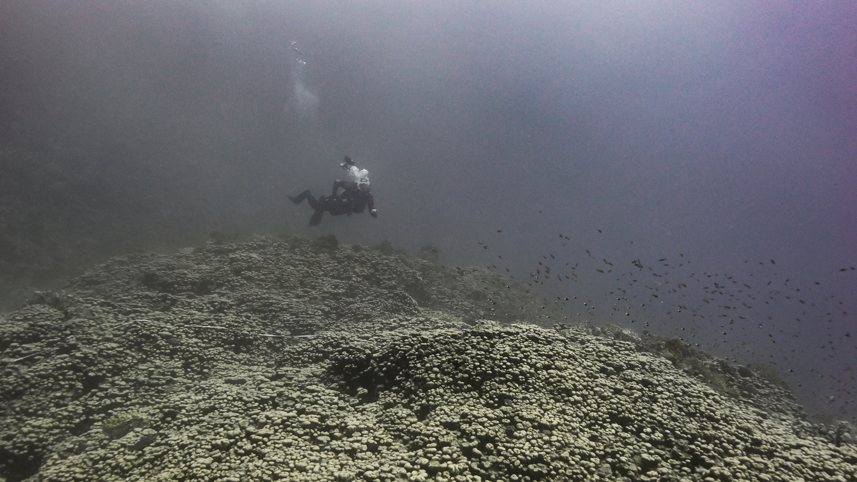 A 800-year lost treasure: ancient living coral giant discovered in the Red Sea breaks records