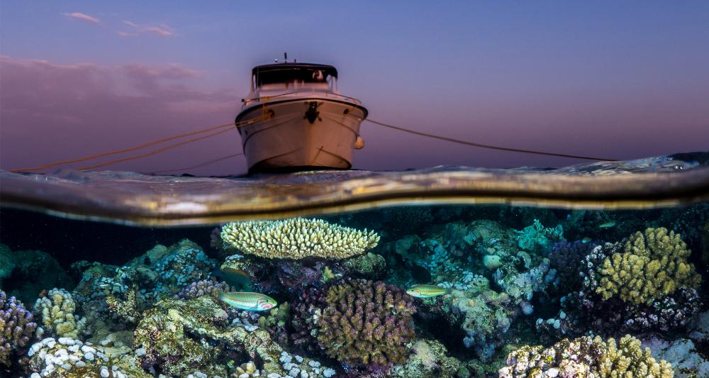 Red Sea Discovery image