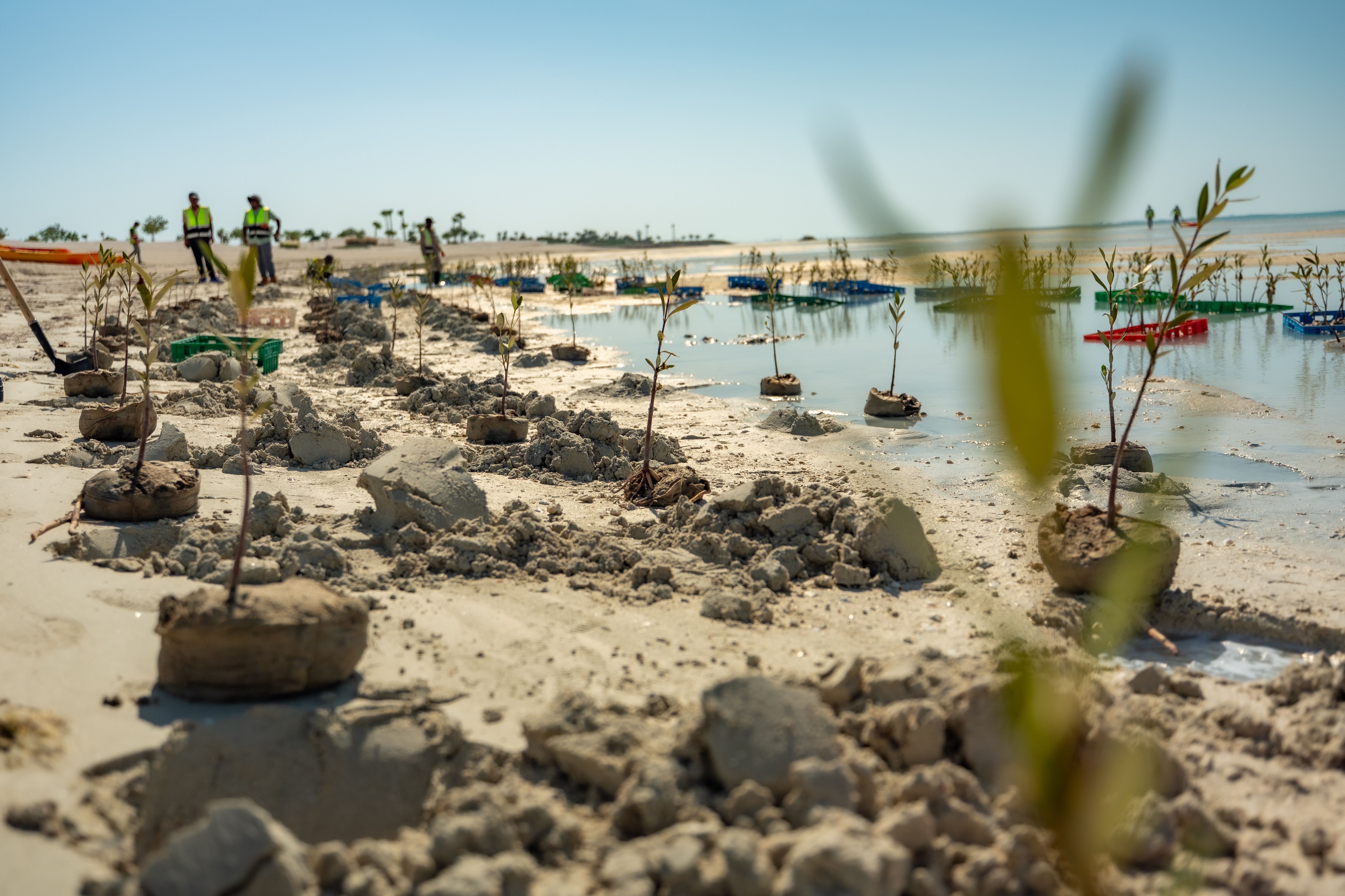 Red Sea Global hosts celebratory mangrove planting initiative